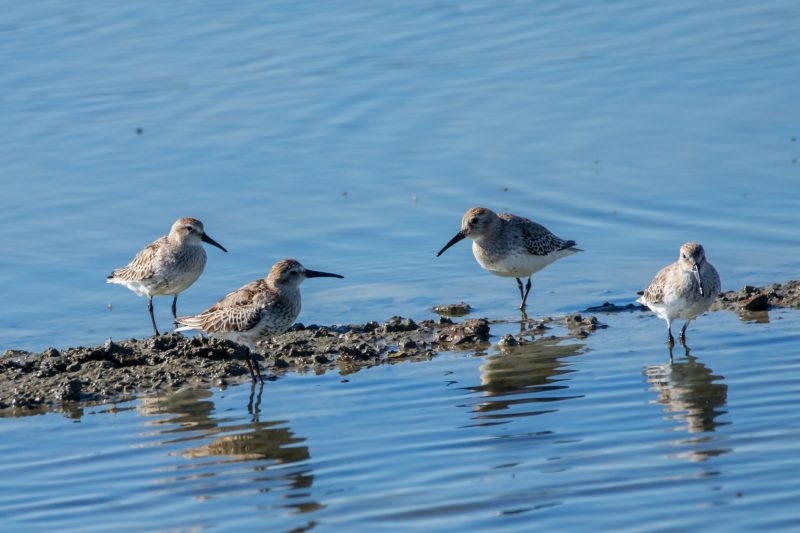 Bécasseaux variables